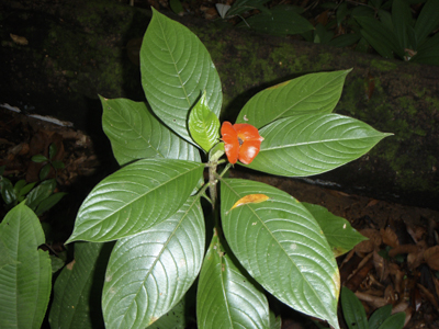 PsychotriaPoeppigiana1.jpg