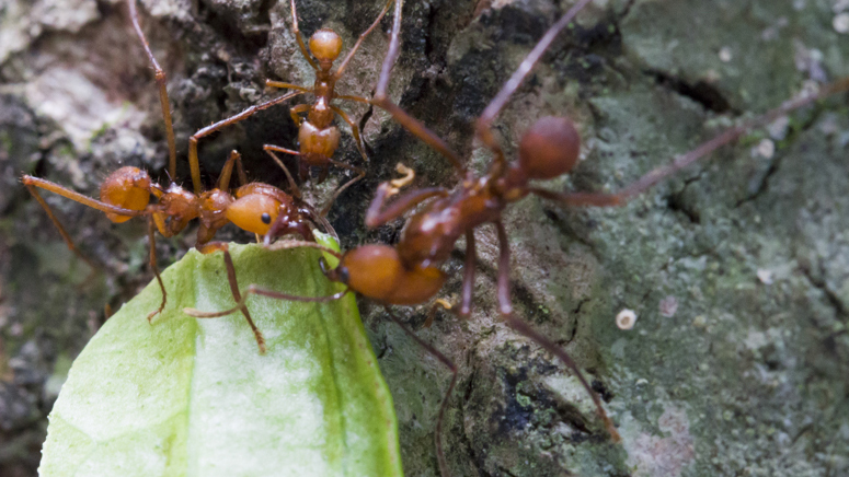 How Ants Figured Out Farming Millions of Years Before Humans - The