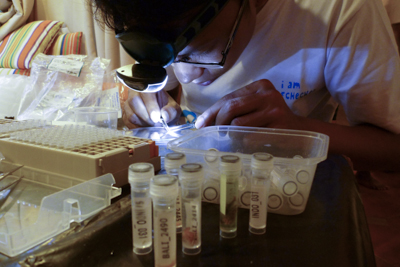 DNA3.IBRC_Tissue_sampling.jpg