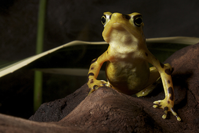 Panamanian golden frog - Atelopus zeteki - NZP.jpg