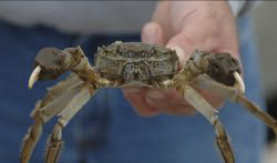 Mitten crab image431-1.jpg