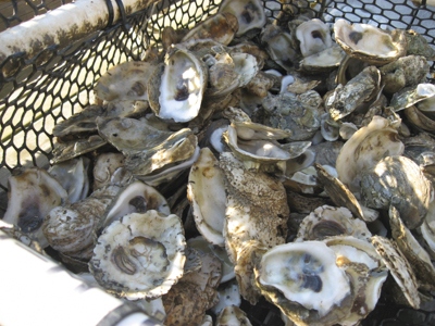 Oysters.jpg